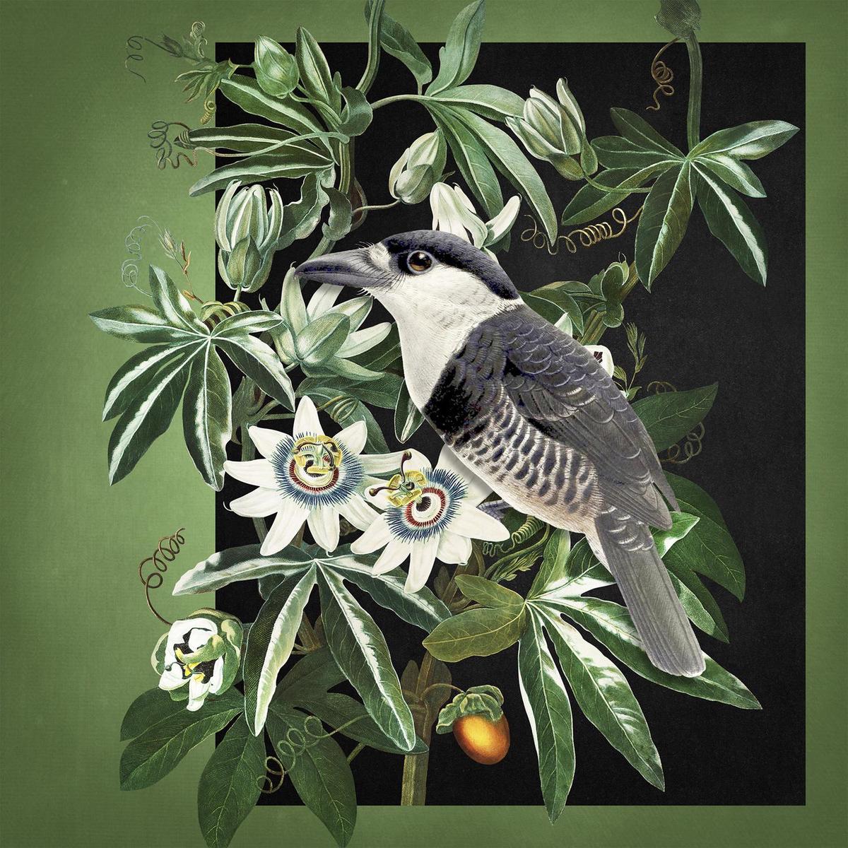 Loiseau Et La Passiflore