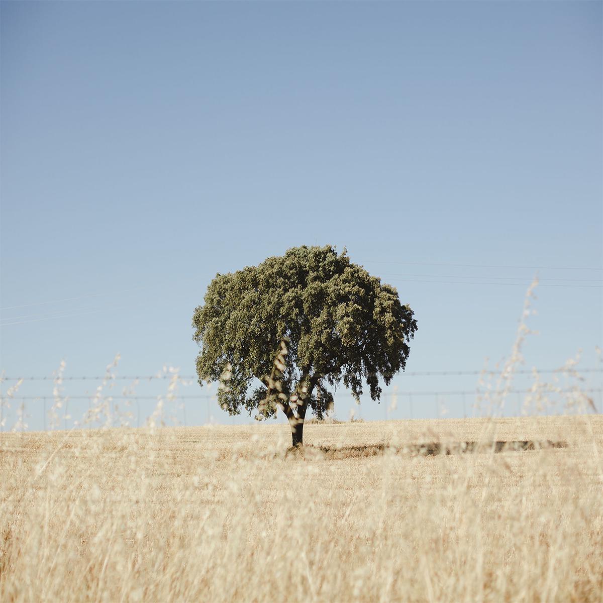 Rustic Landscape