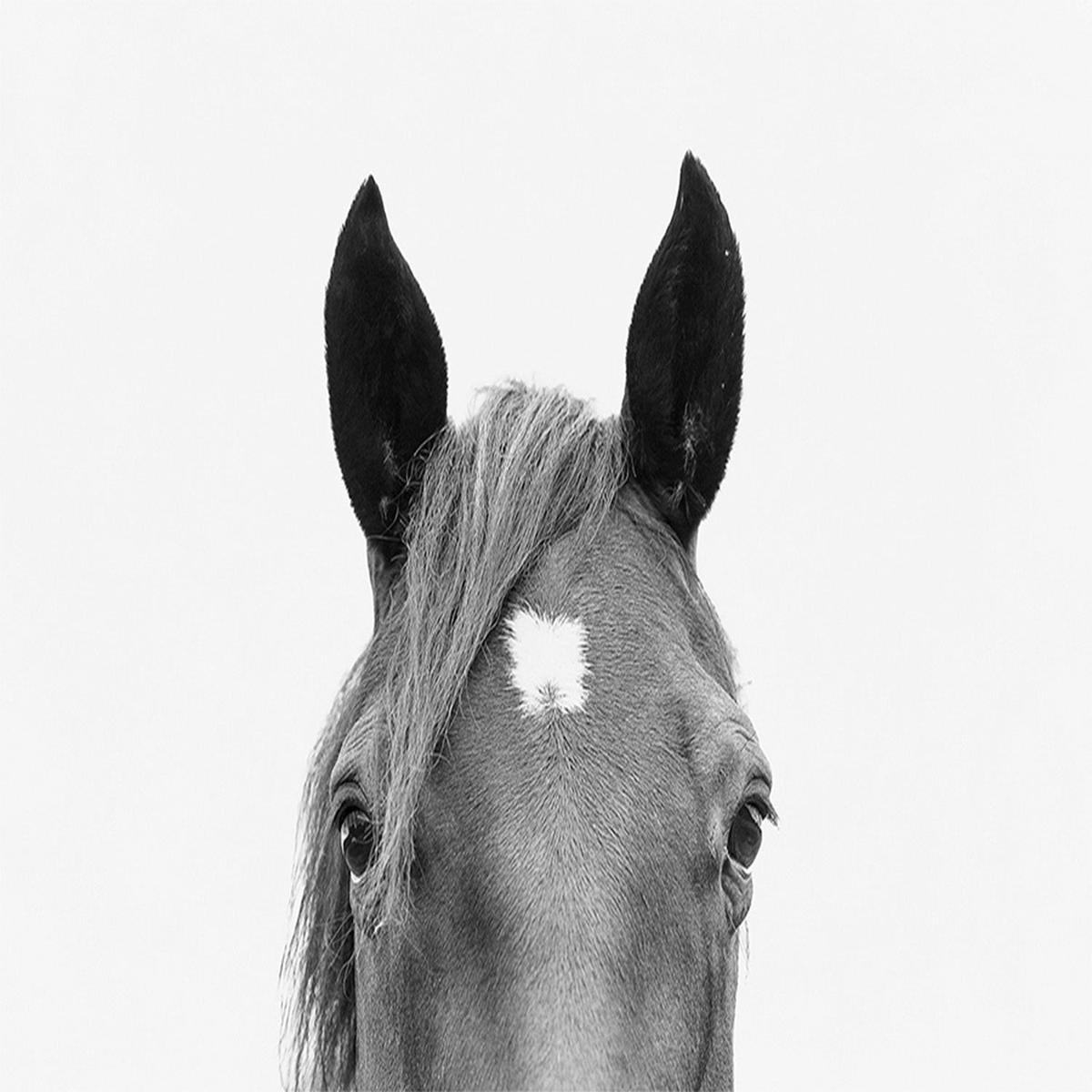 Pienaar, Peeking Horse
