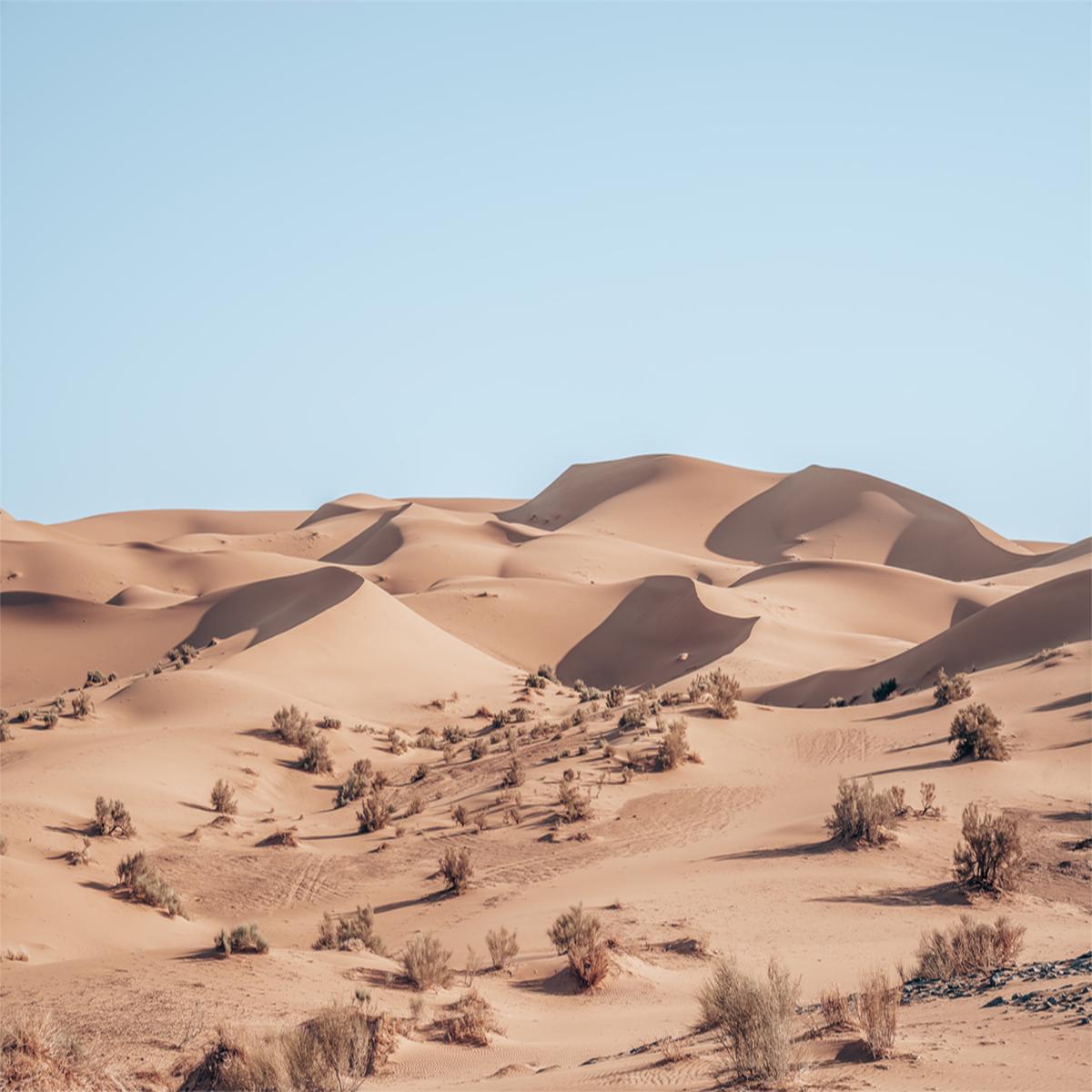 Sahara’s Golden Sands