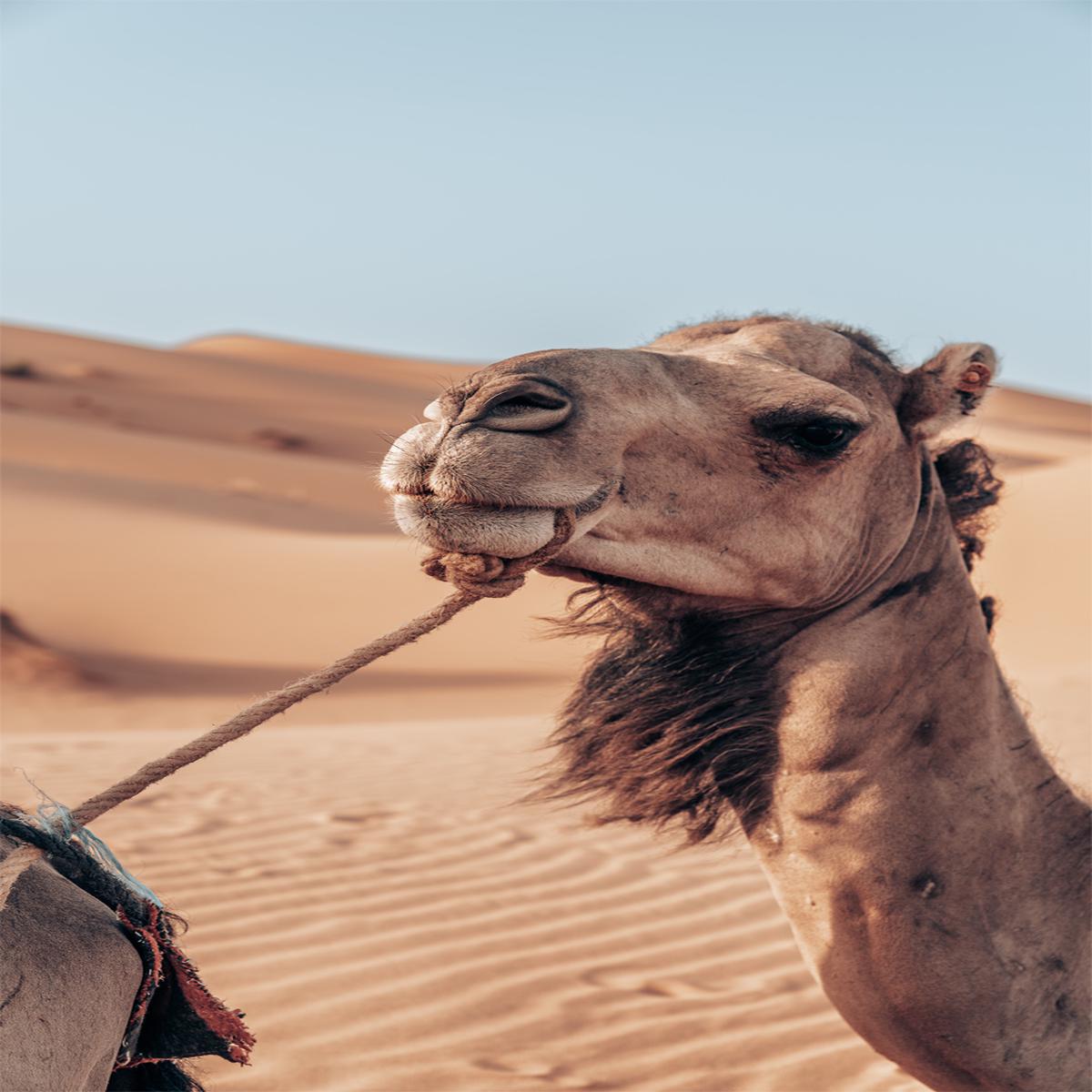 Camel’s Grace