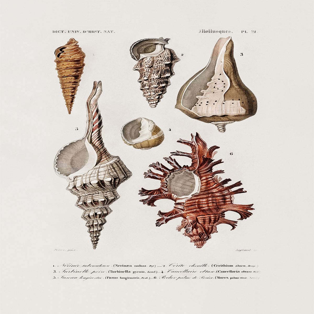 Sealife