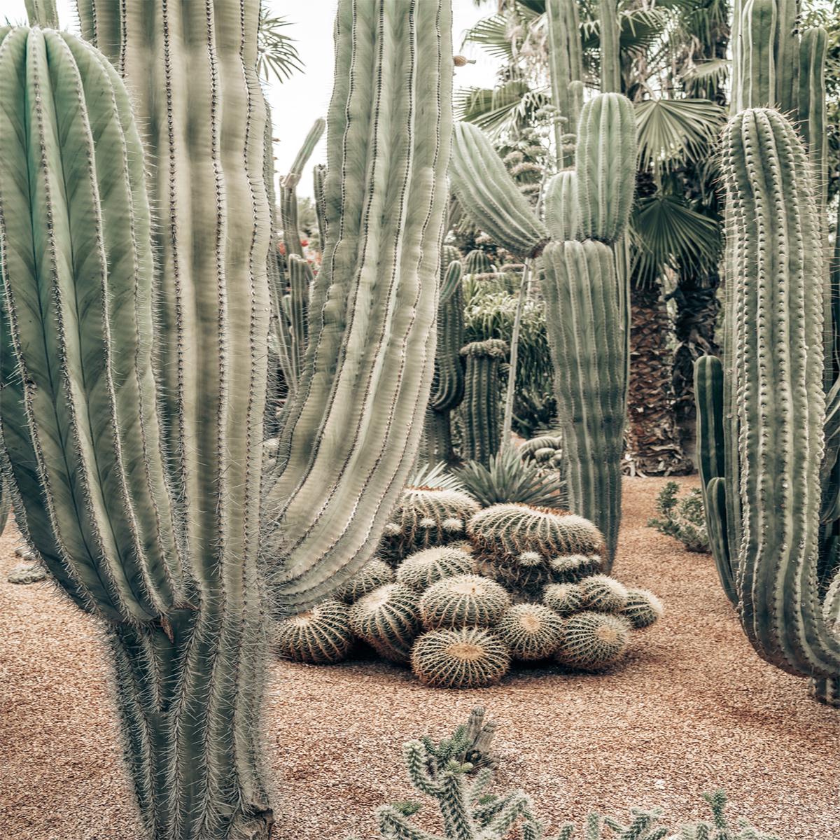 Desert Oasis