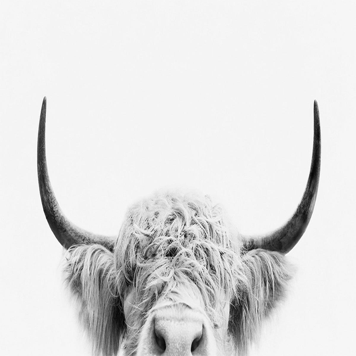 Pienaar, Peeking Cow