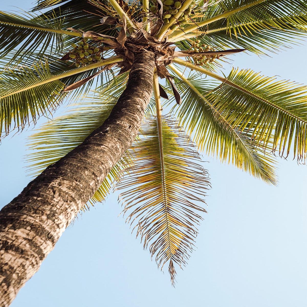 Single Palm Tree