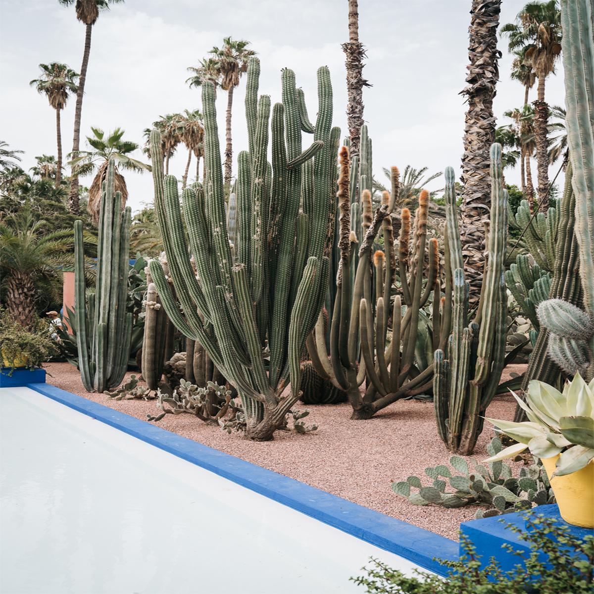 Cacti Of Morocco