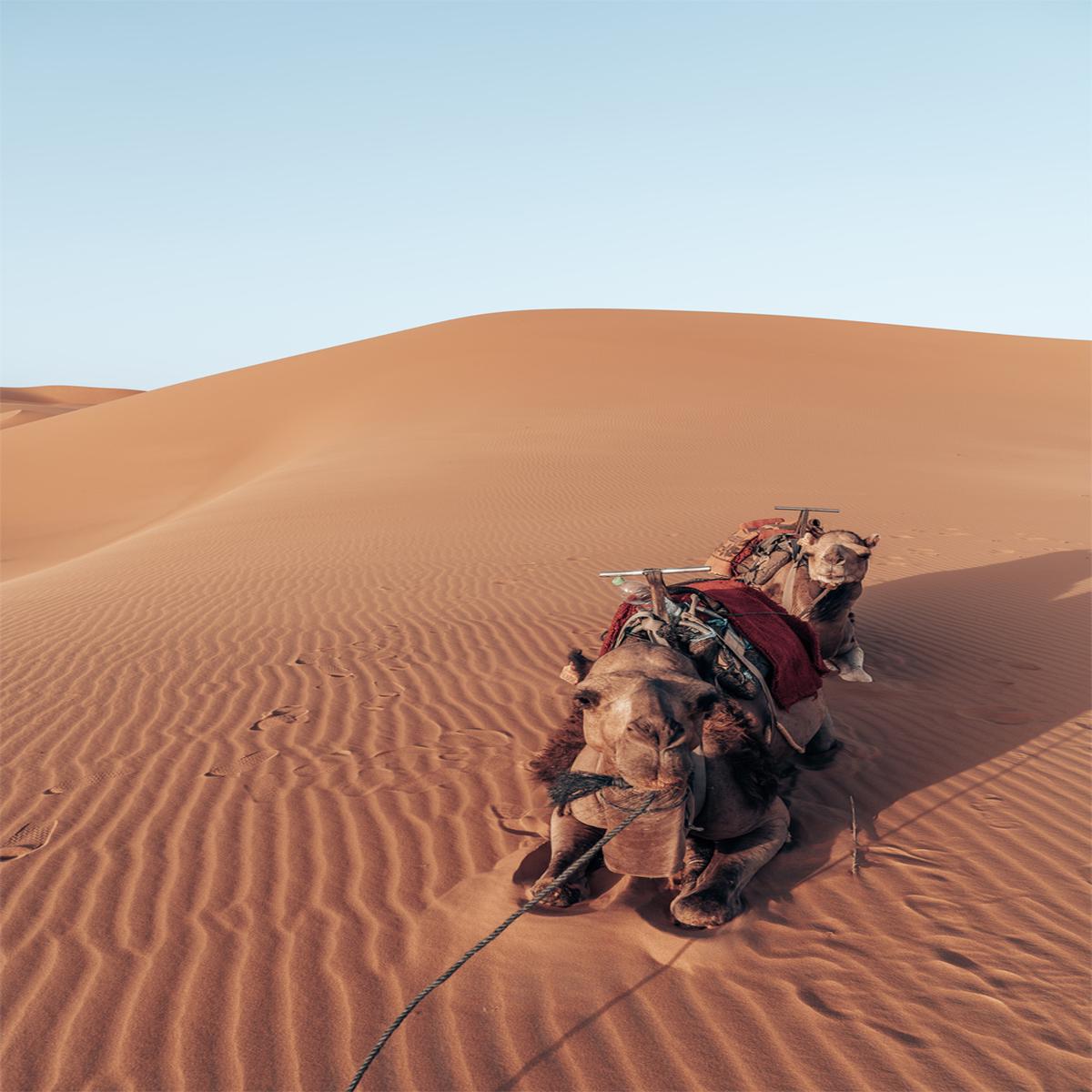 Camel’s Rest