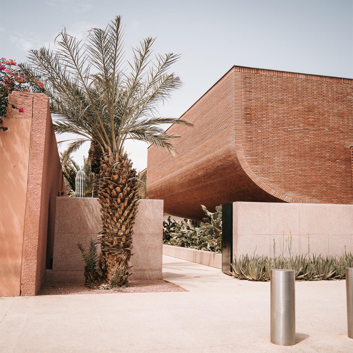 Moroccan Palm Tree
