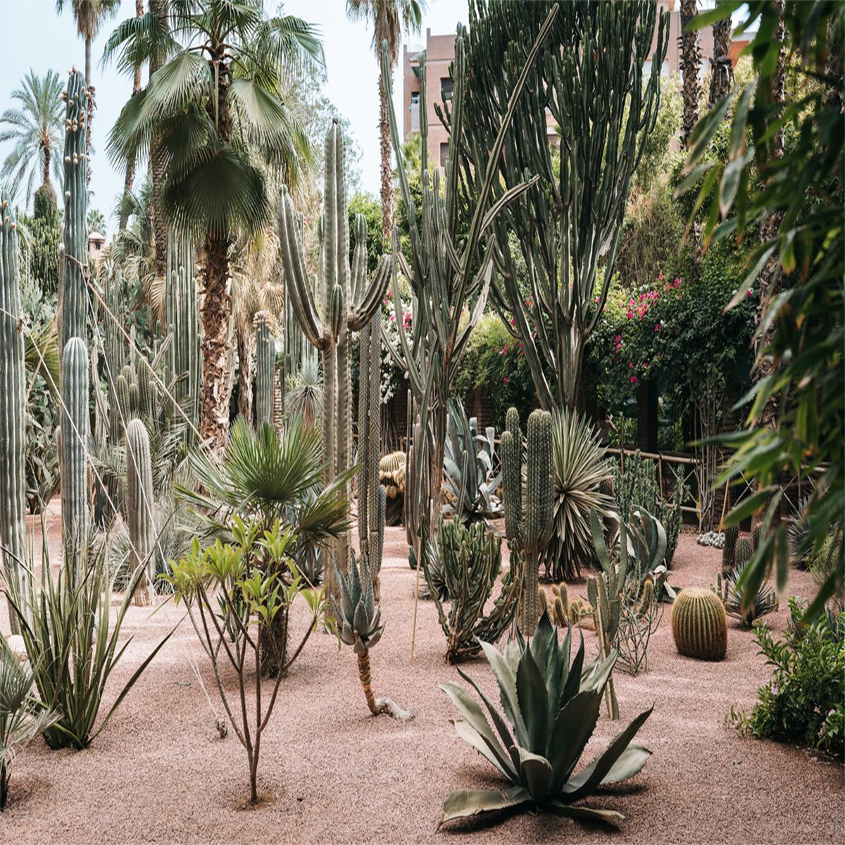 Desert Flora Of Morocco