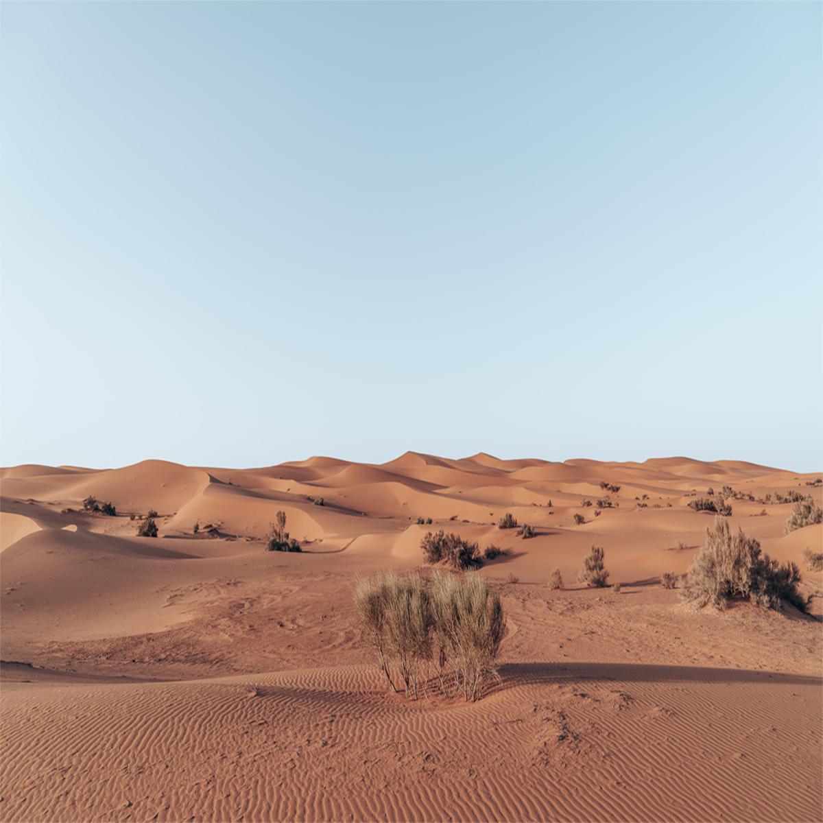 Arid Beauty