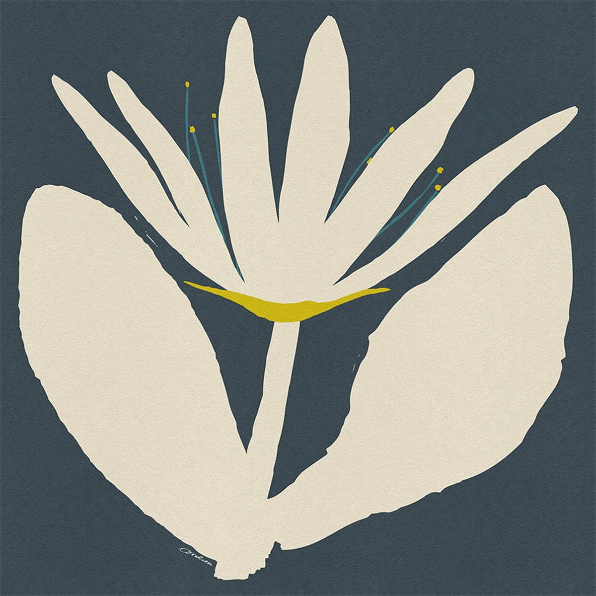 Open Cream Flower On Blue