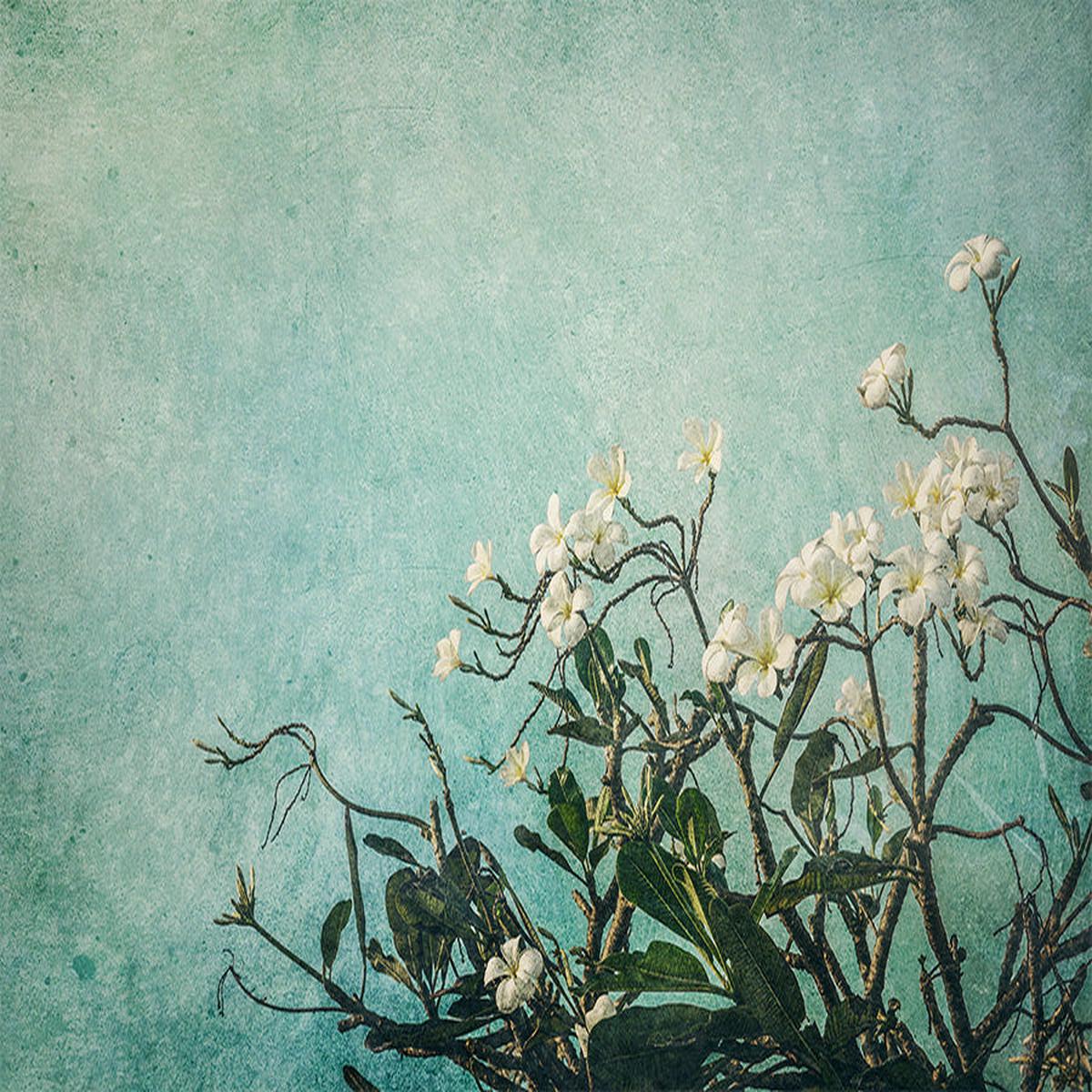 Plumeria Flowers on an Aqua Textured Background, Augmentation