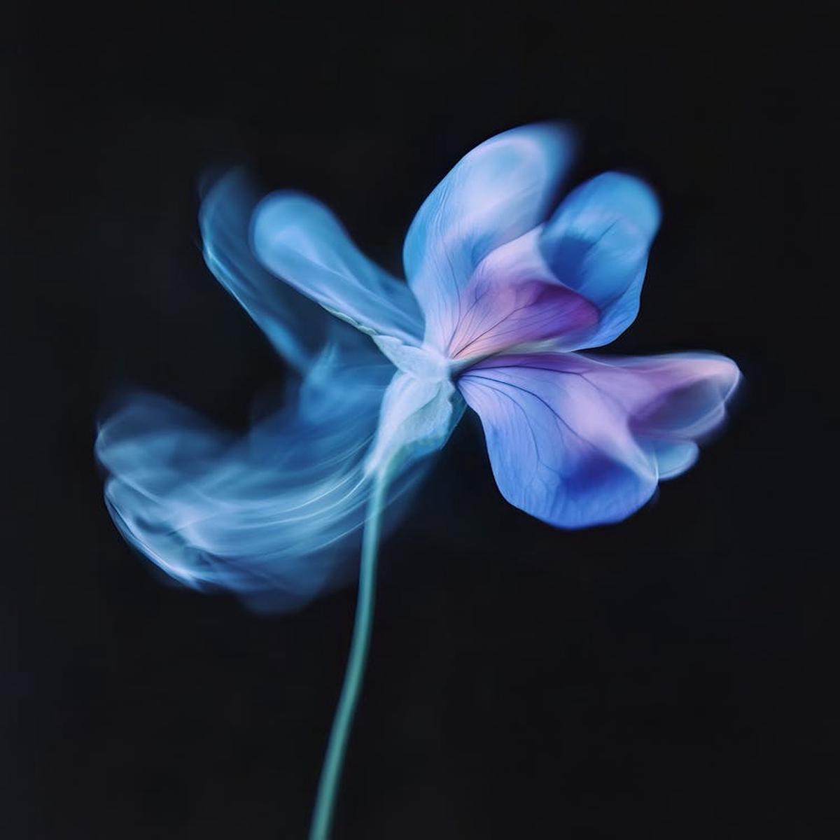 'Blue Peony' Flower