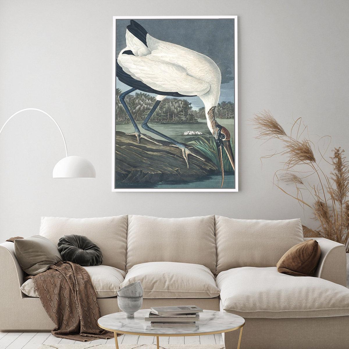 Wood IBIS, by John James Audubon