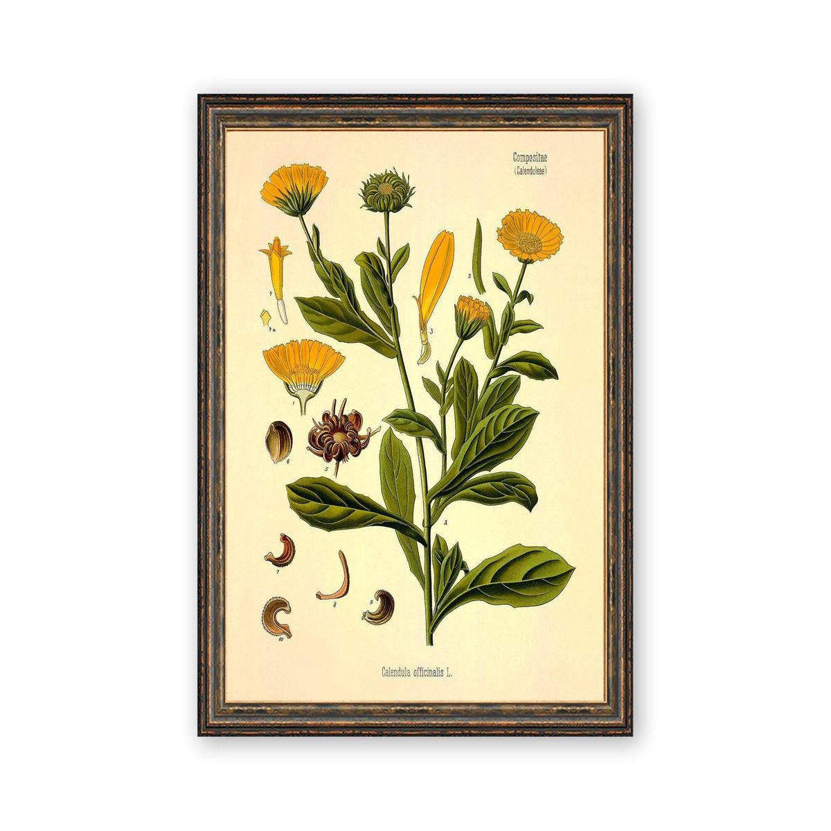 Antique Botanical Print  Vintage Calendula Flower Art | Marigold Herb Drawing